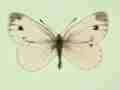 Pieris napi (gynandromorph A) (Internet Image property of respective owner, non-commercial use only)